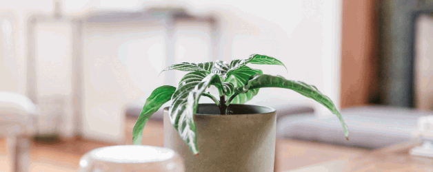 Green Gifting: How Small Plants Make a Big Difference for the Planet