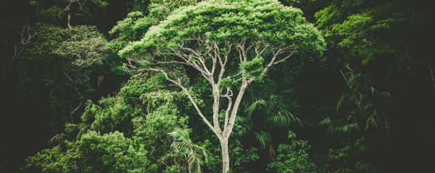 World Rainforest Day 2024: Uniting to Protect Our Planet’s Lungs